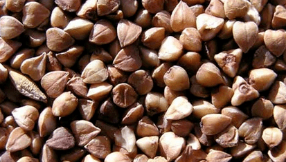 عصيدة القمح Saracen لفقدان الوزن